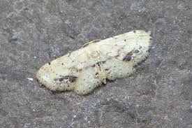 Image result for Indigofera dimidiata