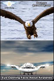 Bird Of Prey Plane Airbus Eye Opening Facts About Airplanes Aircraft Painting Aviation Geek Stealth Aircraft