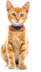 We stand by the high quality and usefulness of our items. Invisible Fence Brand Cat Solutions