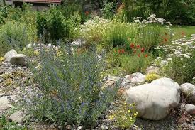 Ruderalpflanzen Bepflanzung Salamander Naturgarten Ag Pflanzen Garten Gartenpflanzen Stauden Stauenkonzepte Naturgarten Gartenpflege Pflanzen