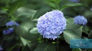 Simple Instructions On How To Get The Most Blooming Power From Your Endless Summer Hydrangeas Endless Summer Hydrangea Summer Hydrangeas Growing Hydrangeas
