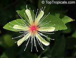 Image result for Capparis citrifolia