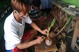 Pemupukan kita lakukan ketika tanaman kelapa hibrida sudah berusia sebulan pasca tanam, biasanya menggunakan pupuk urea, dosisnya 100gr tiap. Job Manggung Sepi Seniman Ini Budidaya Bonsai Kelapa Gaya Hidup
