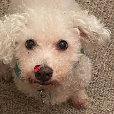 What will happen to the old high school when the new one is built?