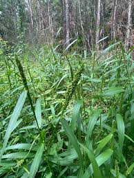 Image result for Sacciolepis africana