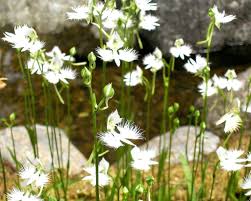 Image result for Habenaria cirrhata