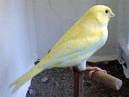 Canario Amarillo Marfil El Pajaro Canario Domestico Canarios Canario Ave Canario