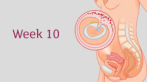 More often though, about 50% will start labor around 37 weeks or earlier. 10 Weeks Pregnant All You Need To Know Tommy S