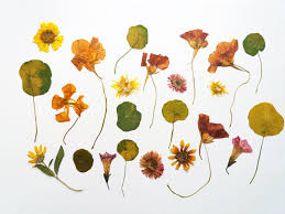 Pin On Pressed Flowers