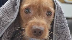 Maybe you would like to learn more about one of these? Animal Activists Stop Riverside County Plan To Bring In More Dogs And Cats