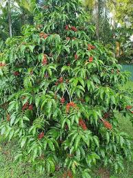 Image result for Aidia