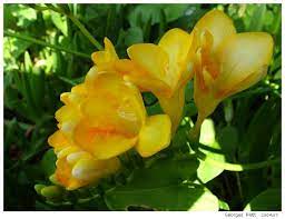 Freesia Flower Facts Freesia Flower Meaning Color Freesia Flowers Flowers Trees To Plant