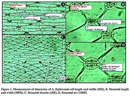 Image result for Stomatanthes sp.no.1