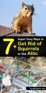 Before you take action to keep squirrels away from your garden, first, make sure that they are indeed a problem. 11 Super Simple Ways To Get Rid Of Squirrels