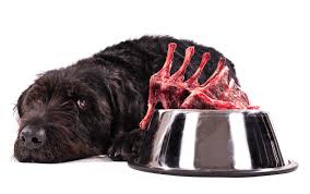 How rudy's began haas' homemade dog food venture began out of necessity—to help her sick dog, rudy. The Fda Recalled This Dog Food For Containing A Seriously Dangerous Ingredient Here S What To Feed Your Dog Instead Insider Envy