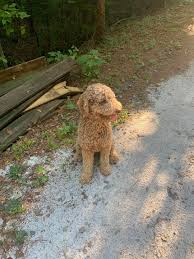 A dog with curly hair that is usually cut short, except on its head, tail, and legs: Southern Country Doodles Home Facebook