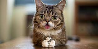My cat had some teeth taken out and her mouth hurts her a lot. Dwarfism In Cats It S Only Cute Til Someone Gets Hurt Saving Earth Encyclopedia Britannica