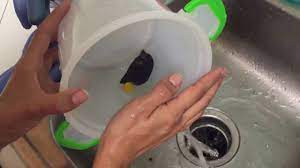 A clove oil bath is almost the same as baking soda but not as accessible since you'll probably have to buy clove oil. Clove Oil Sedation Experiment Highly Controversial Youtube