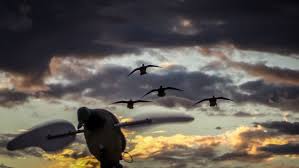 Tons of awesome hunting wallpapers to download for free. Free Duck Hunting Wallpaper Duck Hunting Wallpaper Download Wallpaperuse 1