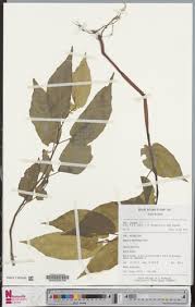 Image result for Begonia macrocarpa
