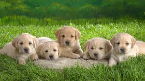 Maybe you would like to learn more about one of these? Buy Golden Retriever Puppies Online Victoria Mt En Oc2o