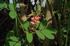 Image result for Indigofera hendecaphylla
