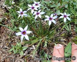 Image result for Sisyrinchium micranthum