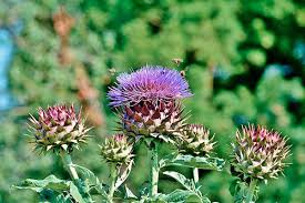 Pflanzanleitung Artischocken Staudengarten Artischocken Pflanzen Artischocken