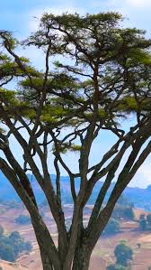 Image result for Acacia abyssinica