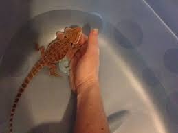 Bath's keep your dragon hydrated, aid in shedding and is commonly used as a remedy for constipation or impaction. Bearded Dragons Drink Water 5 Rehydration Techniques