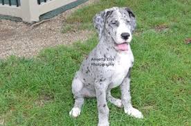 If you're searching for great danes for sale in indiana, allow the breeders at great lake danes to assist you in finding your new companion. View Ad Great Dane Puppy For Sale Near Indiana Millersburg Usa Adn 94287