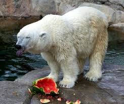 Polar Bear Eating Watermelon Polar Bear Bear Eating Watermelon