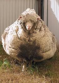 We did not find results for: Are The Sheep Killed When Their Wool Is Taken Off Quora