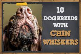 10 Dog Breeds With Chin Whiskers Pictures Info Zooawesome