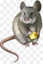 Rat Mouse Png Rat Mouse Transparent Clipart Free Download Hamster Rat Mouse Rodent Pet Pet Rat Pet Mice Animals Cartoon Animals