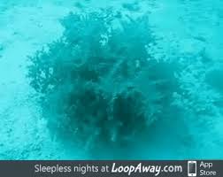 The Ocean Is Scary Sea Cucumber Best Funny Pictures Strange