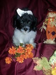 We offer health guarantee's on all puppies that leave our home. Maltipoo Pets And Animals For Sale Austin Tx