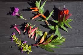 Image result for Cuphea