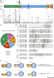 Inactivation of the bap1 gene can frequently occur in cases of pleural mesothelioma, but given the rarity of. Bap1 Missense Mutations In Cancer Friend Or Foe Trends In Cancer