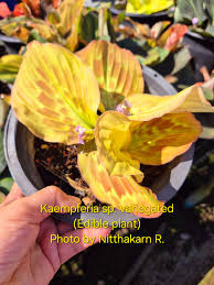 Image result for Kaempferia