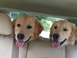 Maybe you would like to learn more about one of these? Akc Golden Pups Golden Retriever Puppies New Hampshire