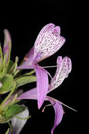 Image result for Hypoestes aristata