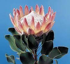Protea South African National Flower South African Flowers Protea Flower Flowers For Sale
