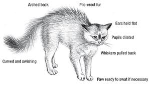 Aspca Feline Ality Cat Body Postures Pet Boarding