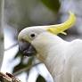 cockatoo parrots for sale from www.parrotsoftheworld.com