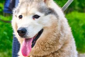The husky poodle mix is not a purebred dog. Siberpoo Complete Guide Info Pictures Care More Pet Keen