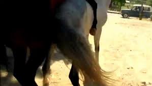deep horse mating. big cumshot and spill
