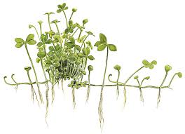 Image result for Marsilea vera