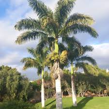 Image result for Roystonea oleracea