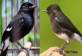 Perbedaan burung cockatiel jantan dan betina selanjutnya adalah yang betina lebih agresif dan mereka lebih cenderung mendesis dan. Tips Cara Membedakan Ciri Ciri Burung Decu Jatantan Dan Decu Betian Dengan Melihat Sayapnya